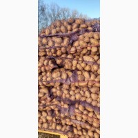 Продовольственный картофель оптом от производителя