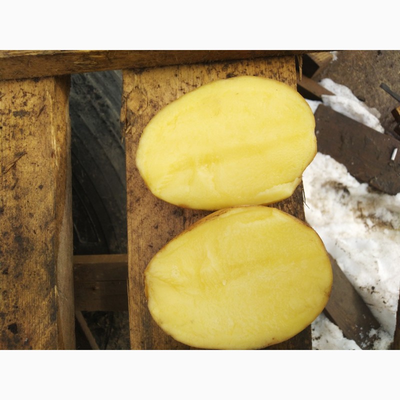 Фото 3. Продовольственный картофель оптом от производителя