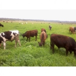 Мясо молодых бычков, живой вес, 130 км от МКАД, М6