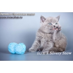 Британский котенок из питомника silvery snow