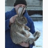 Минифермы для кроликов, кролики-великаны