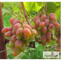 Саженцы и черенки винограда супер урожайные