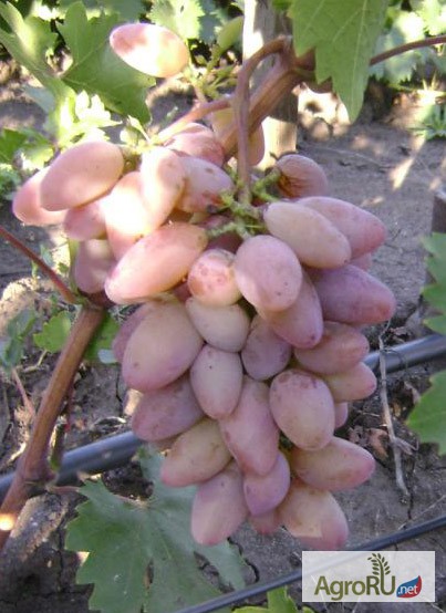 Фото 2. Саженцы и черенки винограда супер урожайные