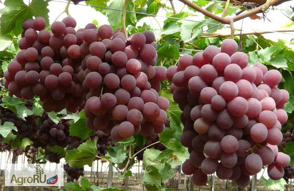 Фото 3. Саженцы и черенки винограда супер урожайные