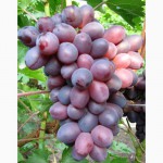 Саженцы и черенки винограда супер урожайные