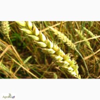 Семена озимой пшеницы сорт Уруп