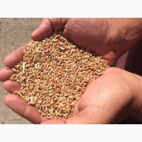 Пшеница 5 класса оптом ГОСТ доставка