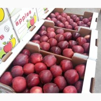 Продаем яблоки из Сербии