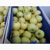 Продаем яблоки из Сербии
