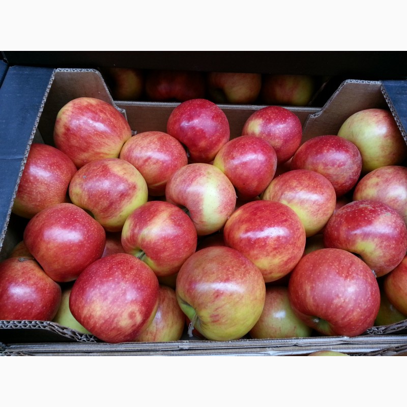 Фото 7. Продаем яблоки из Сербии