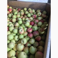 Яблоко неразбор из сада в контейнере