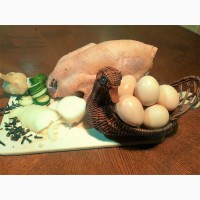 Цесарка серо-крапчатая - мясо, яйца на еду и инкубацию, птенцы