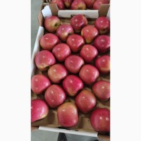 Яблоки Оптом (более 4000 тонн)
