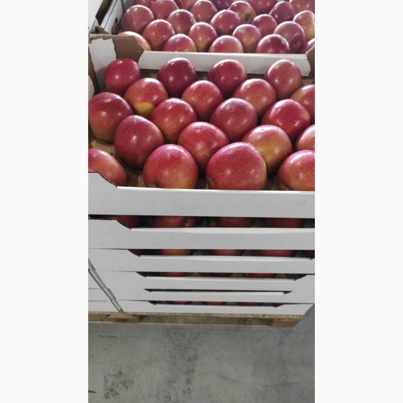 Фото 3. Яблоки Оптом (более 4000 тонн)
