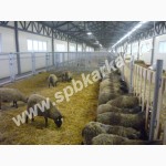 Оборудование для содержания коз овец