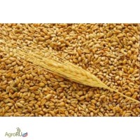 Пшеница экспорт CIF