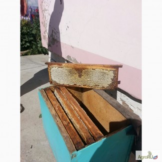 Продам Алтайский Мёд разнотравье. С личной пасеки на Алтае с. Троицкое