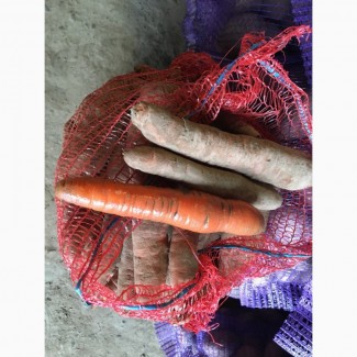 Морковь оптом напрямую со склада