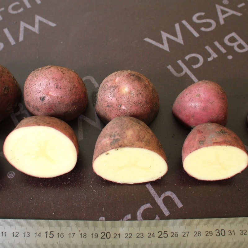 Фото 3. Картофель свежий, урожая 2020 года