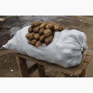 Картофель урожай 2018 оптом от производителя
