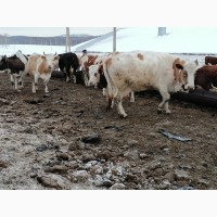 Коровы на убой (выбраковка) 400-600 кг