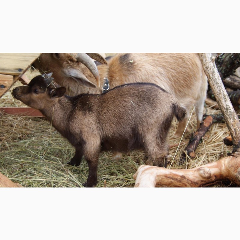 Фото 2. Продам карликовых камерунских козлят