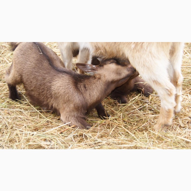 Фото 4. Продам карликовых камерунских козлят