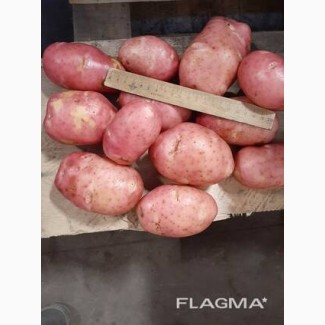 Красный картофель урожая 2020 г оптом от производителя
