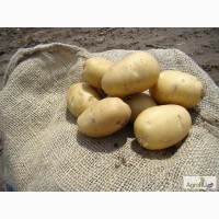 Продаем семенной картофель Аврора второе размножение