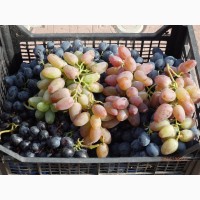 Виноград оптом с доставкой по цене от производителя