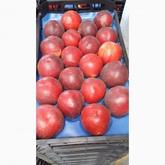Лысый персик нектарин Октябрьский оптом по доступным ценам от производителя