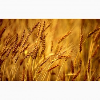 Продаем семена озимой пшеницы урожая 2021