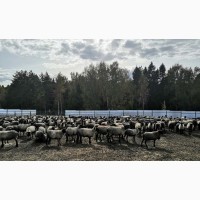 Овцы Романовской породы племенные чистопородные