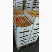 Продаём яблоки краснодарские, оптом от фермеров