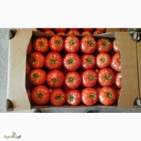 Продаем помидоры армянские / 1 и 2 сорта / от 149 р/кг