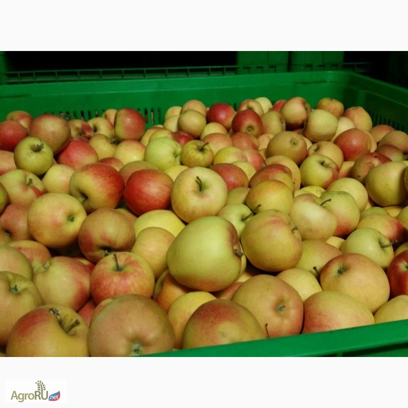Фото 2. Реализуем краснодарские яблоки 1-го и 2-го сорта, оптом от фермера