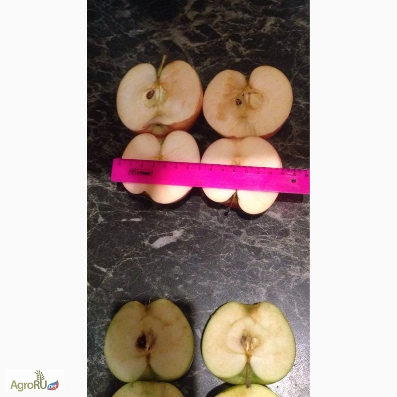 Фото 4. Реализуем краснодарские яблоки 1-го и 2-го сорта, оптом от фермера