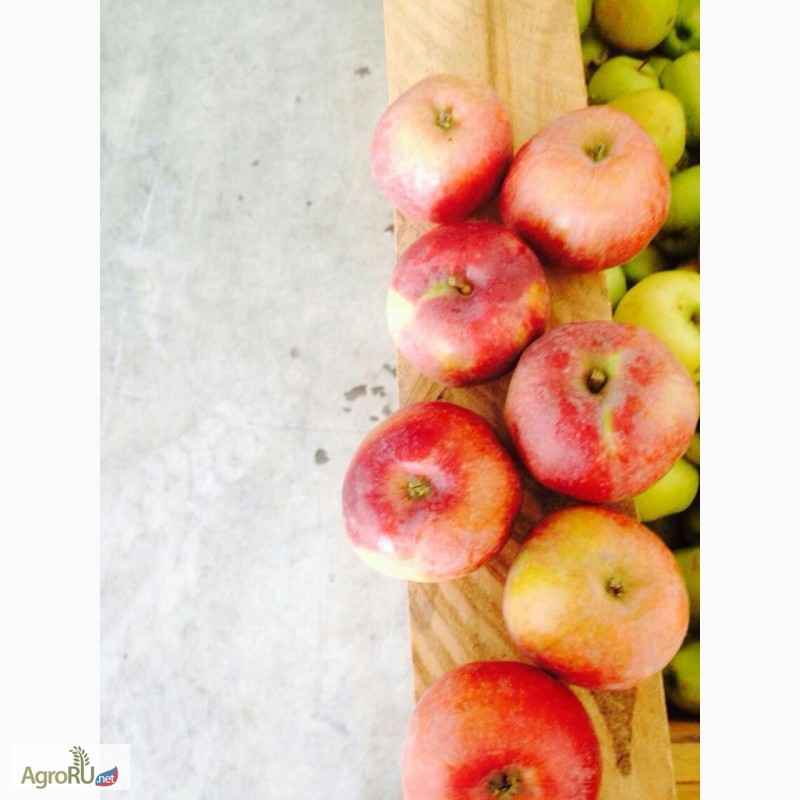 Фото 5. Реализуем краснодарские яблоки 1-го и 2-го сорта, оптом от фермера