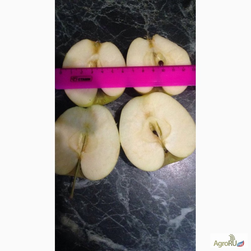 Фото 6. Реализуем краснодарские яблоки 1-го и 2-го сорта, оптом от фермера