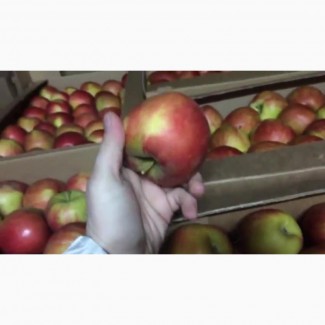 Сладкие яблоки оптом со склада в Иркутске
