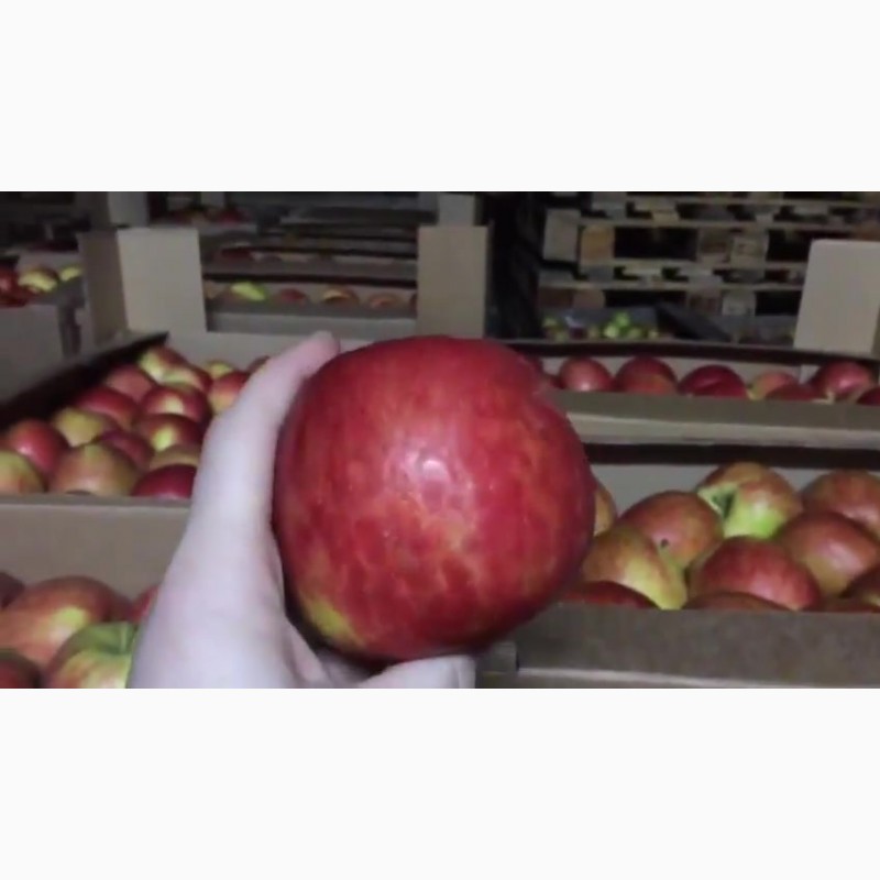 Фото 2. Сладкие яблоки оптом со склада в Иркутске