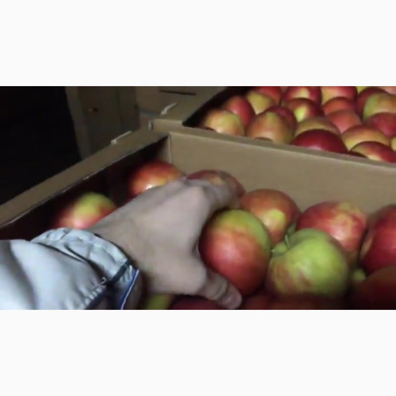 Фото 4. Сладкие яблоки оптом со склада в Иркутске