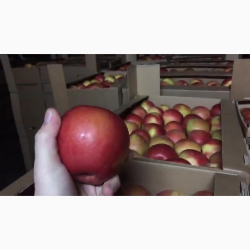 Фото 5. Сладкие яблоки оптом со склада в Иркутске