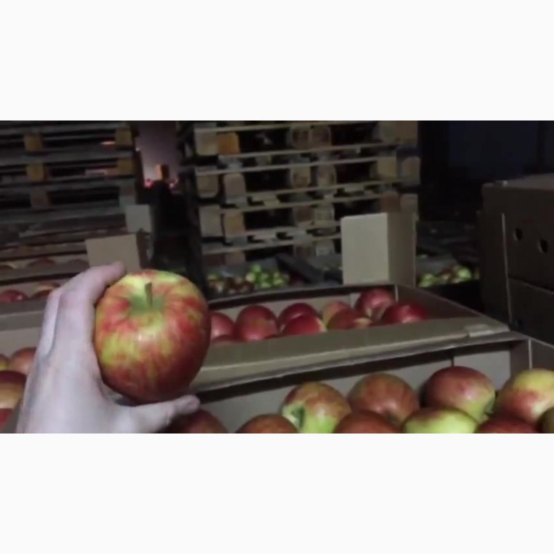 Фото 6. Сладкие яблоки оптом со склада в Иркутске