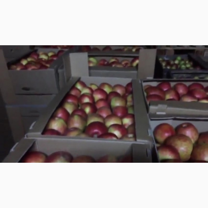 Фото 7. Сладкие яблоки оптом со склада в Иркутске