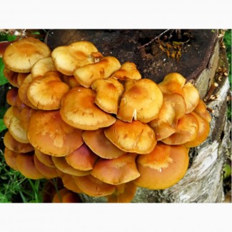 Культура гриба – опенок летний
