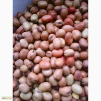 ООО НПП «Зарайские семена» продает бобы кормовые оптом на постоянной основе