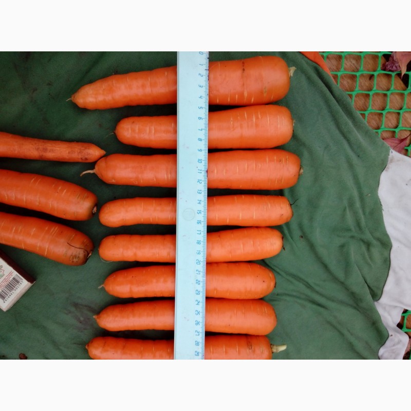 Фото 2. Купим картофель, морковь мытый и не мытый