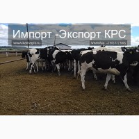 Продажа коров дойных, нетелей молочных пород в Нефтекамск