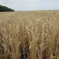 Семена озимой пшеницы «Доэко» ОТ ПРОИЗВОДИТЕЛЯ